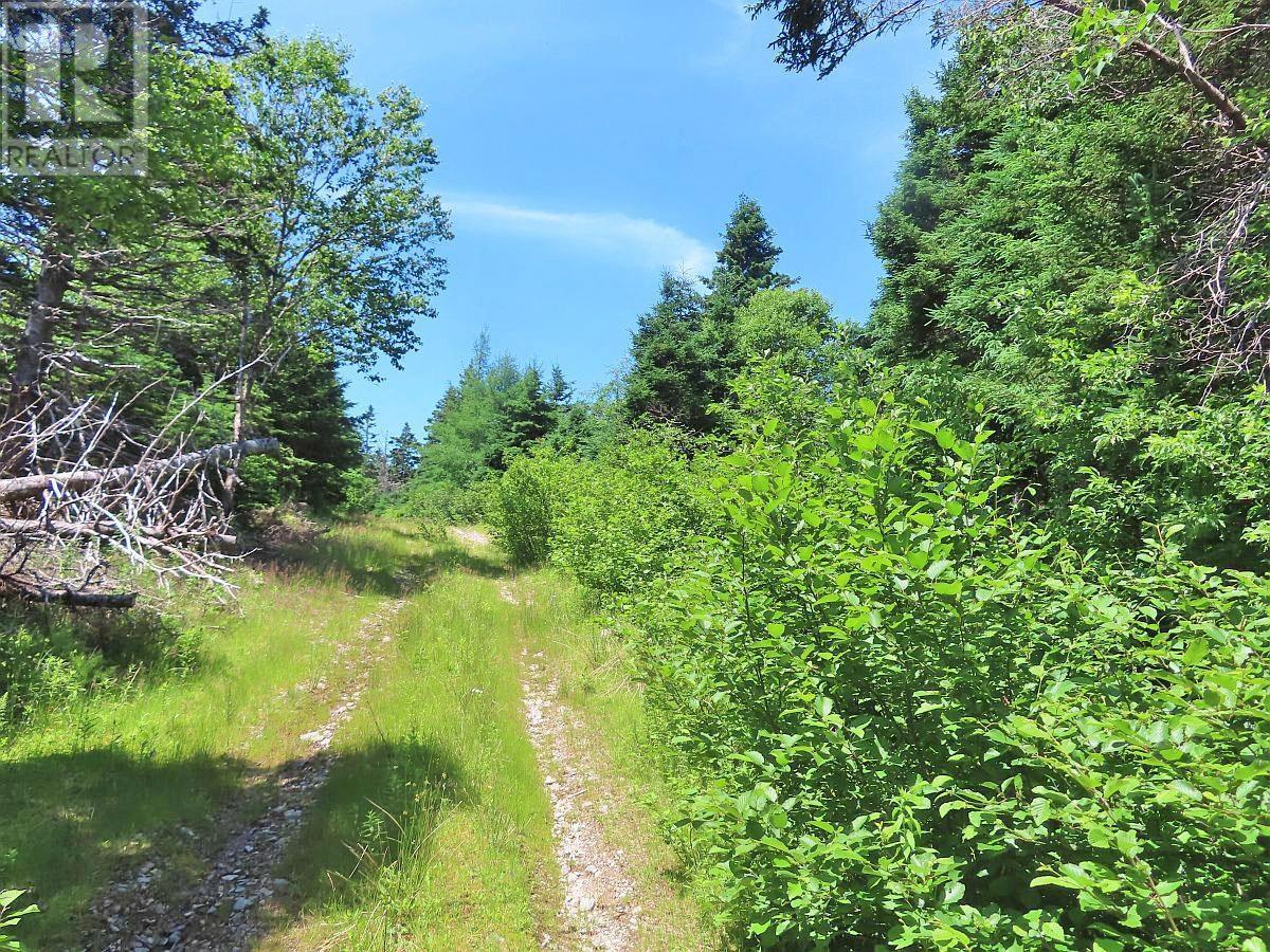 100 Acres Upper Grand Mira Road, Upper Grand Mira, Nova Scotia  B1K 1M1 - Photo 19 - 202402651