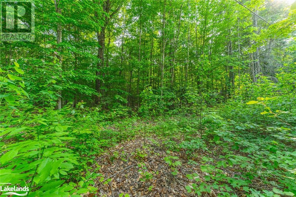 Lot 17 Mink Road, Haliburton, Ontario  K0M 1S0 - Photo 4 - 40587092