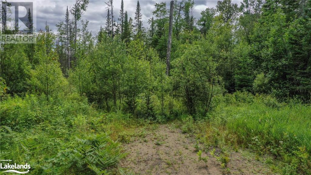 432 Clearwater Lake Road, Port Sydney, Ontario  P0B 1L0 - Photo 3 - 40587998