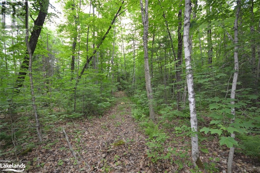 0 Harburn Road, Haliburton, Ontario  K0M 1S0 - Photo 29 - 40588788