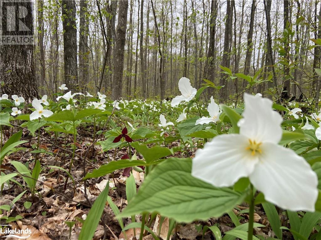 Part Lot 9 Concession  14 Osprey The Blue Mountains Townline, Grey Highlands, Ontario  N0H 2E0 - Photo 17 - 40588730