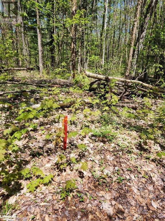 Part Lot 6 Summer Road Unit# Con 3, Lount, Ontario  P0A 1Z0 - Photo 18 - 40590793