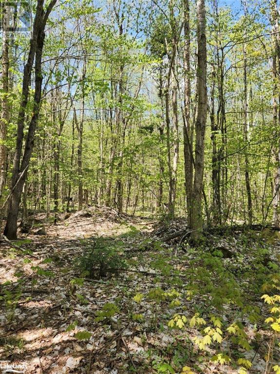 Part Lot 6 Summer Road Unit# Con 3, Lount, Ontario  P0A 1Z0 - Photo 9 - 40590793