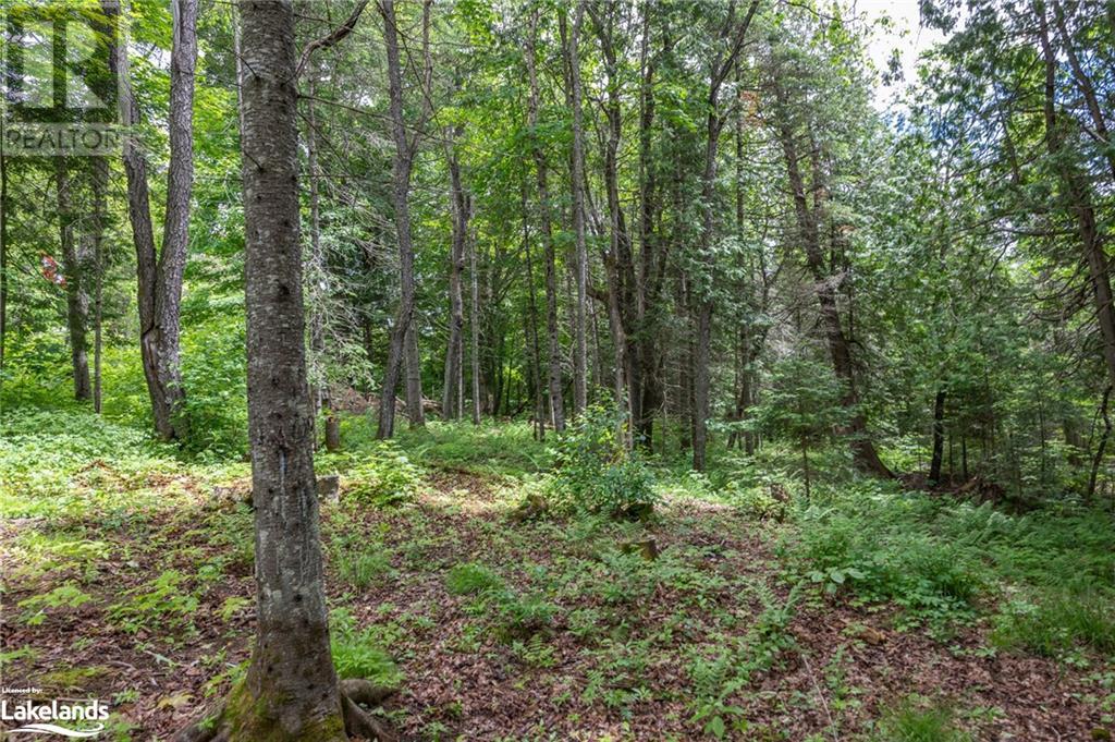 975 Boundary Road, Huntsville, Ontario  P0A 1R0 - Photo 7 - 40592128