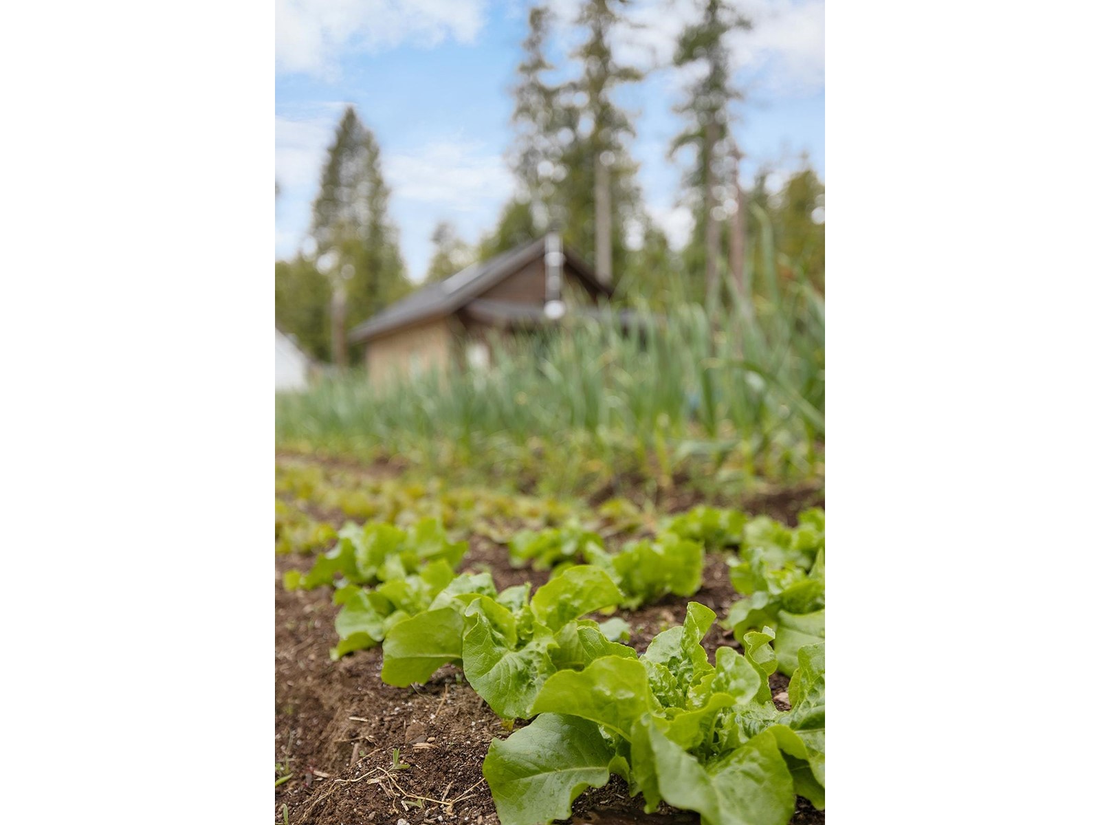 16317 Bowe Road, Crawford Bay, British Columbia  V0B 1E0 - Photo 5 - 2477141