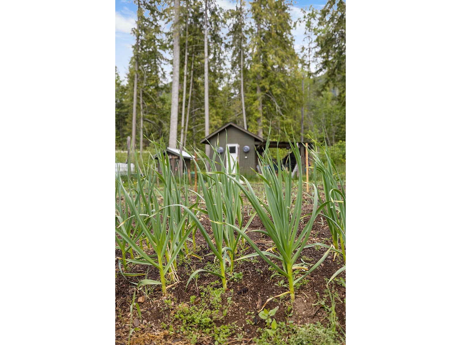 16317 Bowe Road, Crawford Bay, British Columbia  V0B 1E0 - Photo 3 - 2477141