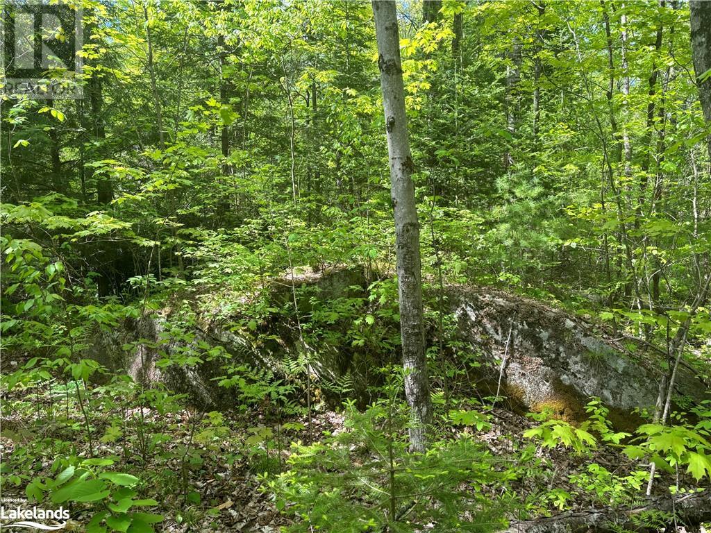 0 Spar Lake Road, Minden, Ontario  K0M 1S0 - Photo 3 - 40590519