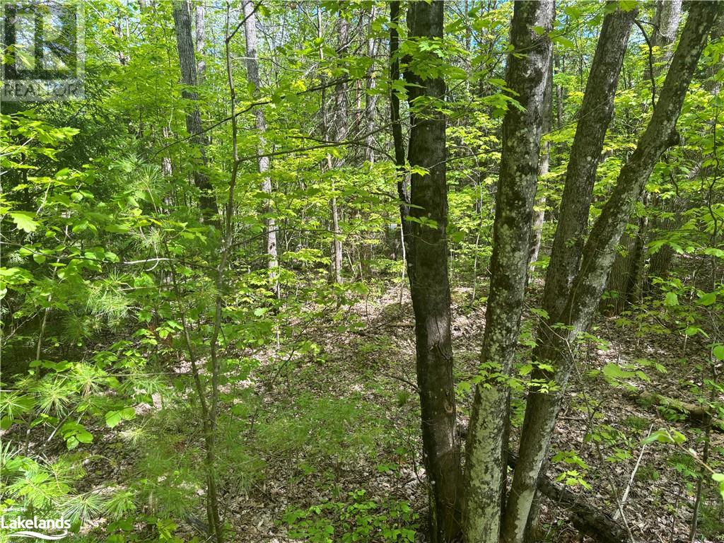 0 Spar Lake Road, Minden, Ontario  K0M 1S0 - Photo 4 - 40590519