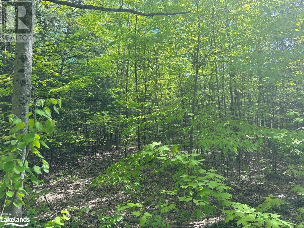 0 Spar Lake Road, Minden, Ontario  K0M 1S0 - Photo 5 - 40590519