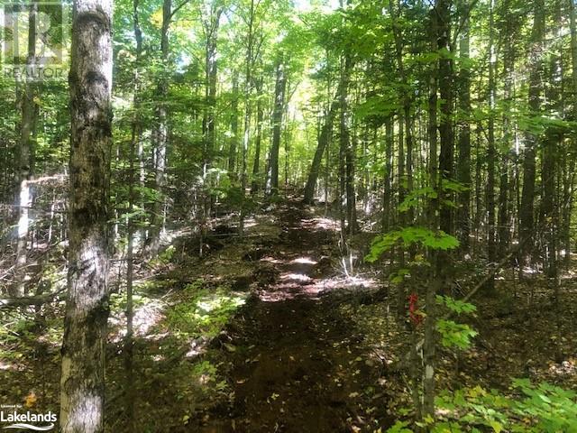 0 Trillium Trail, Haliburton, Ontario  K0M 1S0 - Photo 6 - 40584001