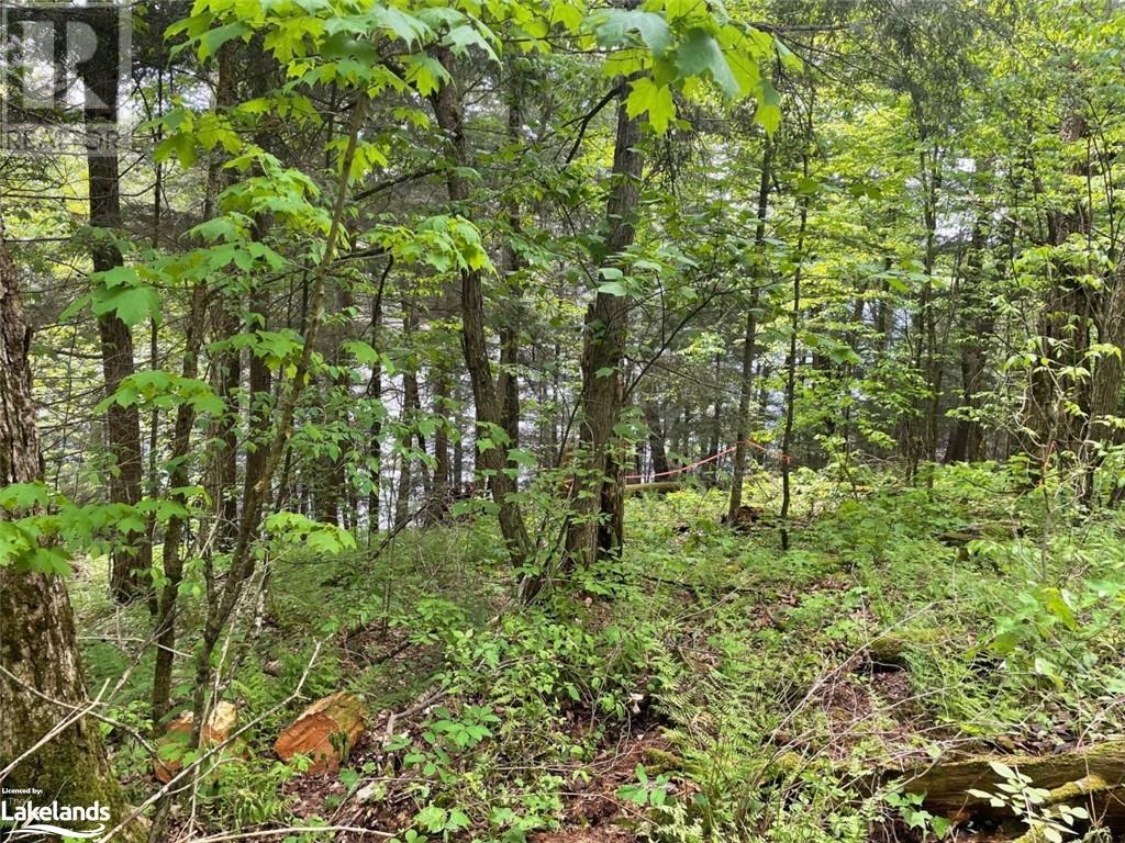 0 Minnow Drive, Haliburton, Ontario  K0M 1S0 - Photo 6 - 40593950