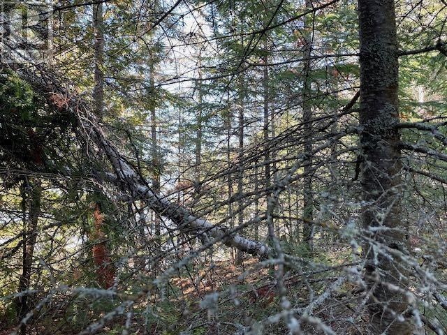 Lot 16 Soapstone Point Rd, Wabigoon, Ontario  P0V 2W0 - Photo 4 - TB241530