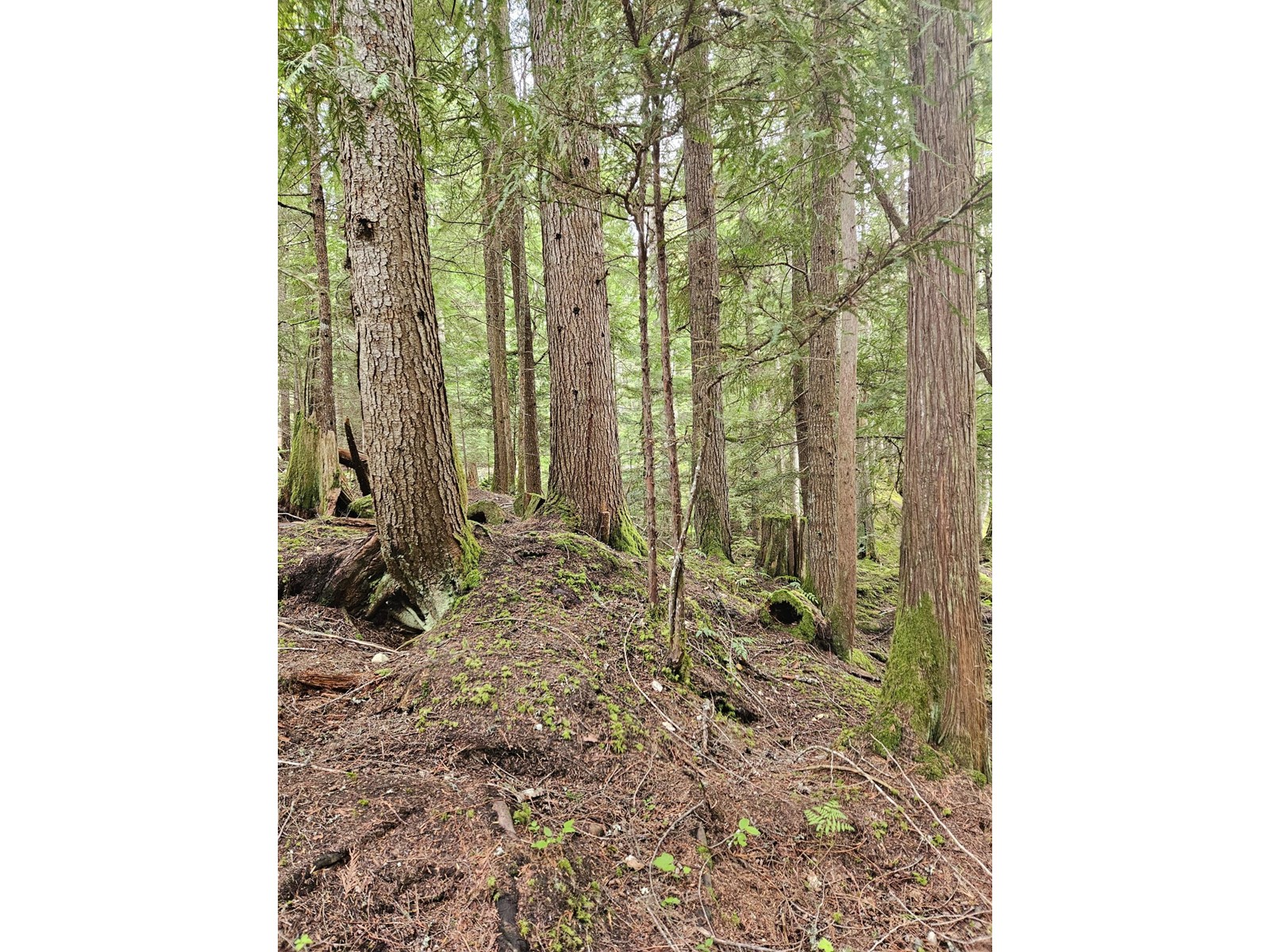 769 Beech Road, Nakusp, British Columbia  V0G 1R1 - Photo 3 - 2477359