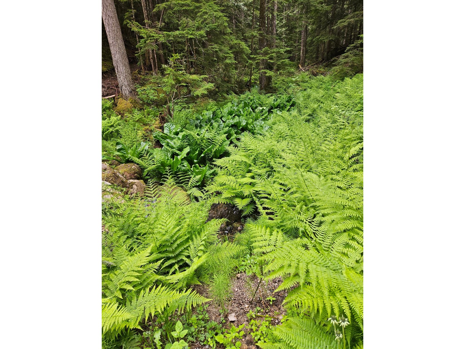 769 Beech Road, Nakusp, British Columbia  V0G 1R1 - Photo 8 - 2477359