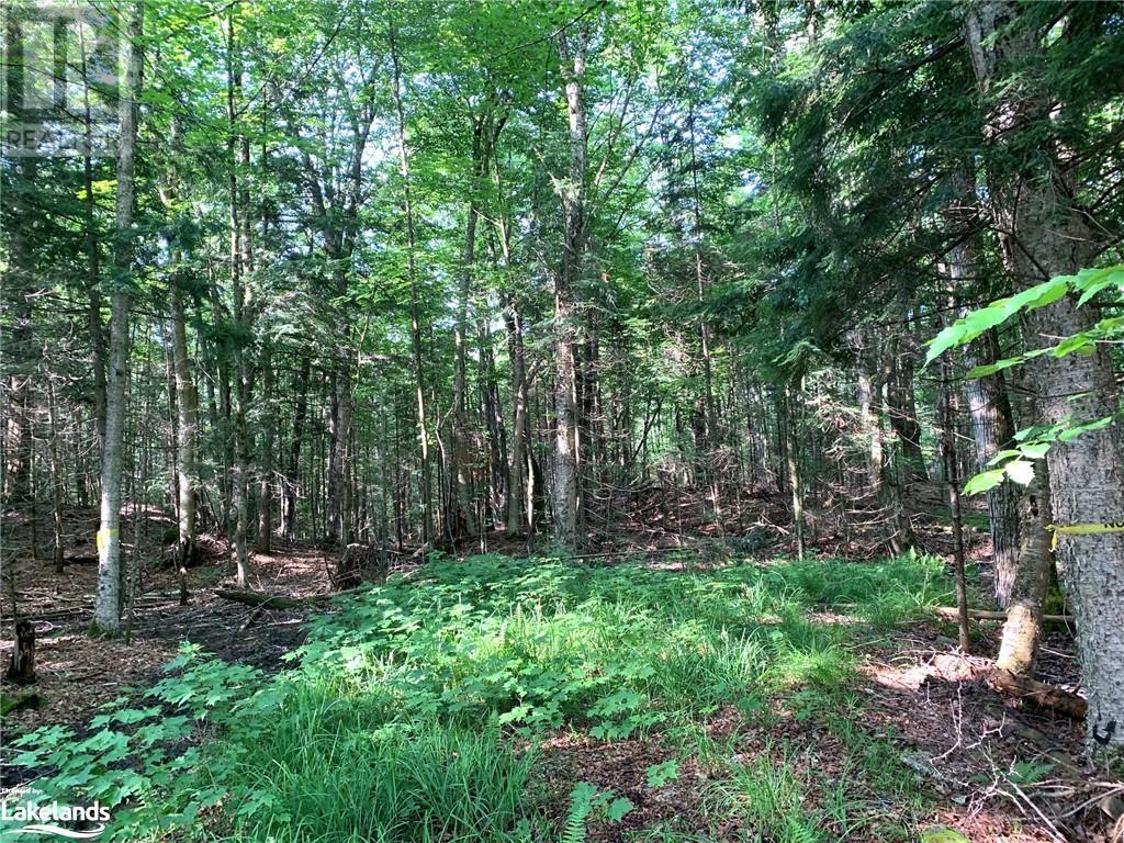 1275 Beatrice Townline Road, Bracebridge, Ontario  P1L 1X4 - Photo 27 - 40595095