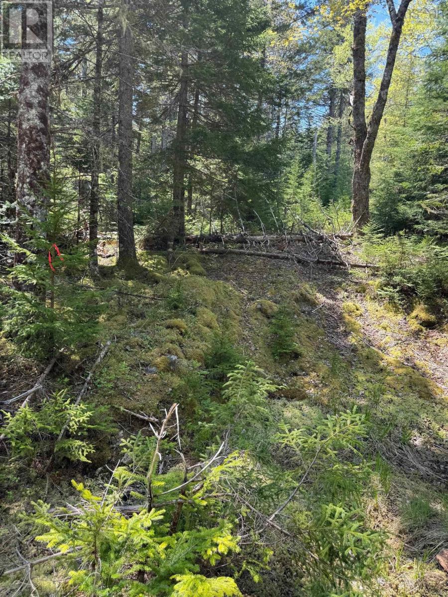 Lot B Waterloo Road, Waterloo, Nova Scotia B4V 8K2 - Photo 13 - 202411819