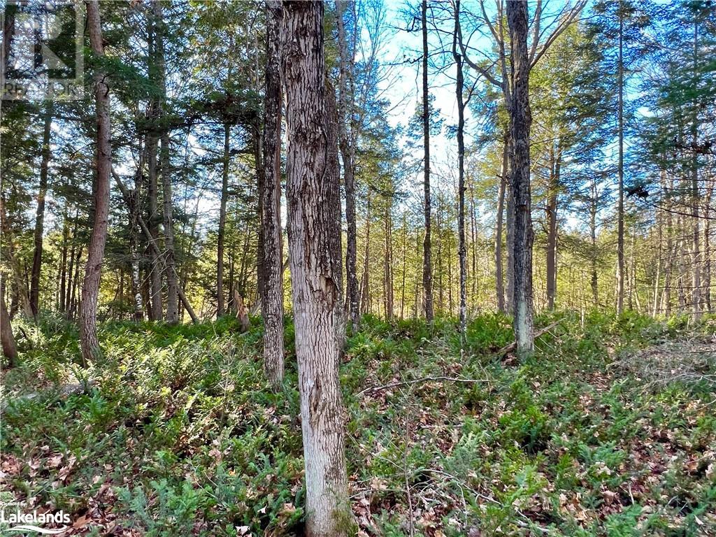 113 Cross Road, Bancroft, Ontario  K0L 1C0 - Photo 31 - 40596952