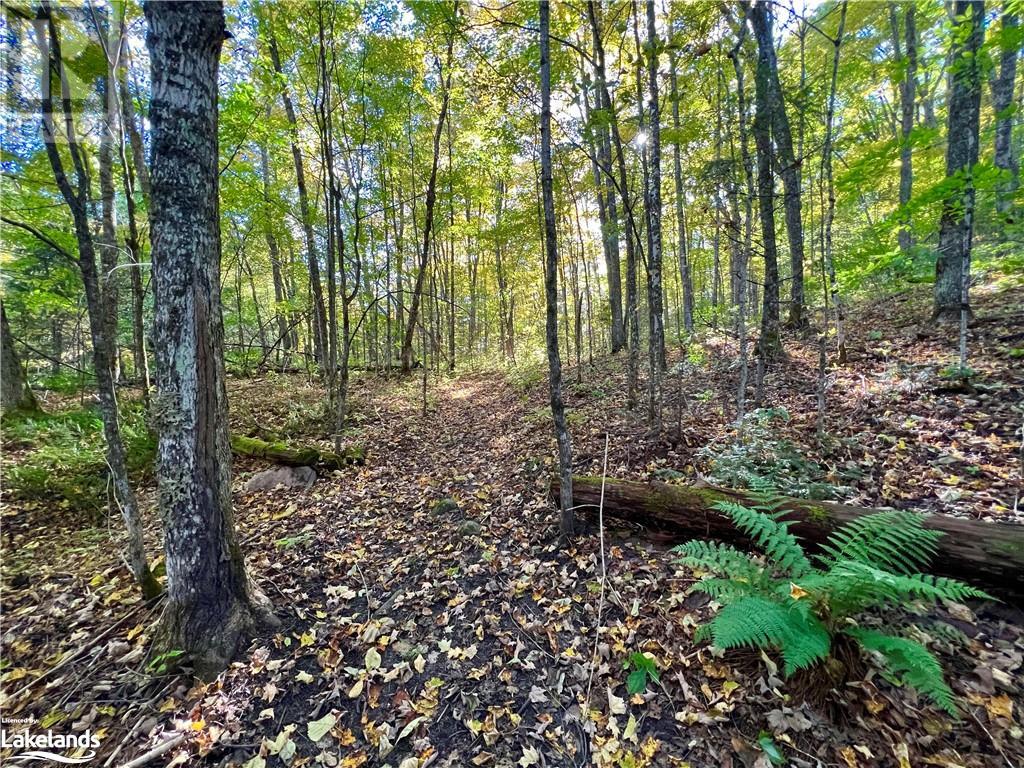 113 Cross Road, Bancroft, Ontario  K0L 1C0 - Photo 35 - 40596952