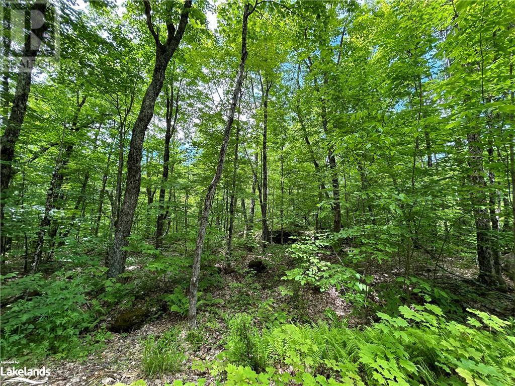 1104 Starratt Road, Burk's Falls, Ontario  P0A 1C0 - Photo 12 - 40598858