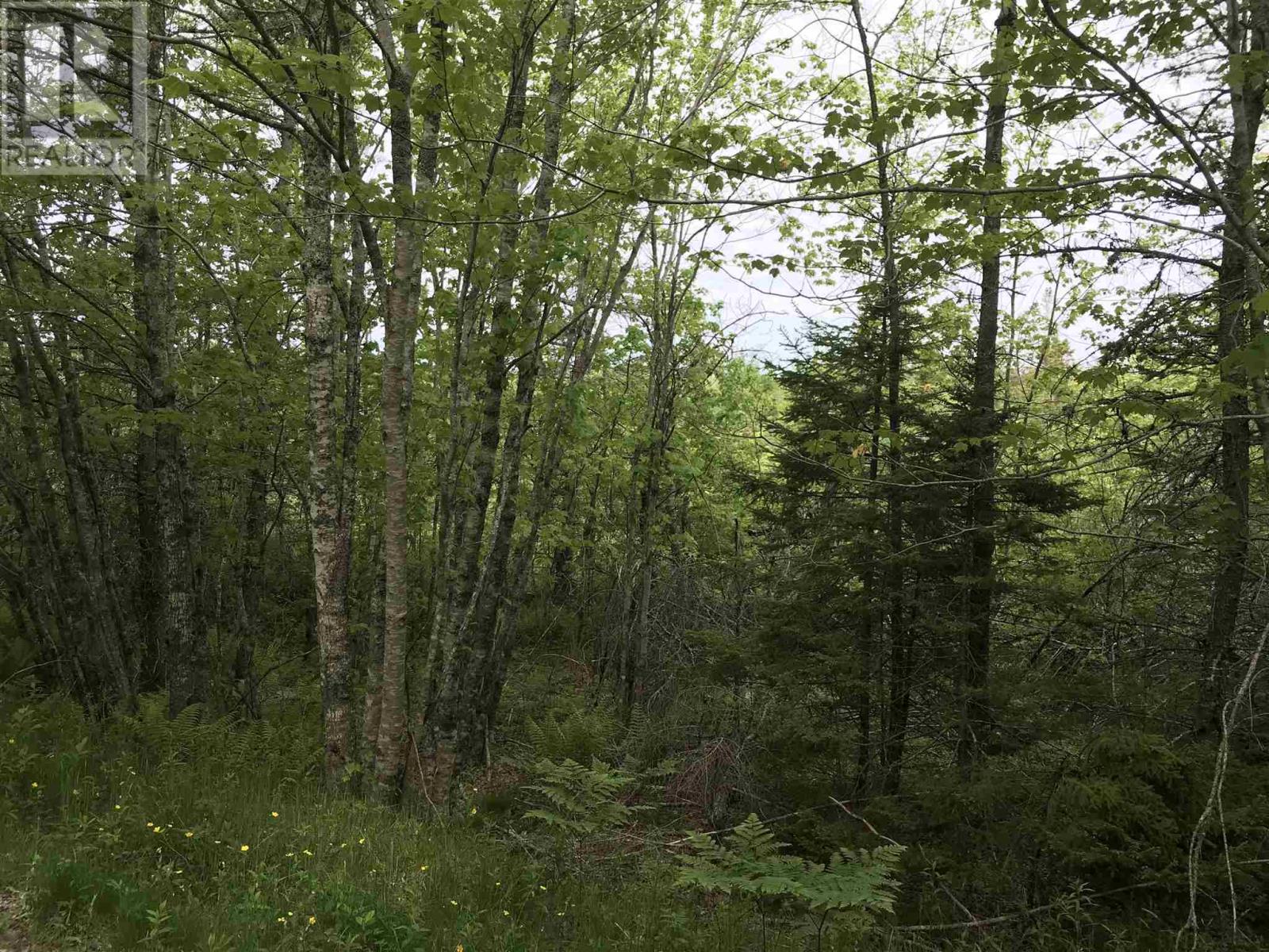 53.03 Acres Highway 308 Highway, Belleville, Nova Scotia  B0W 3M0 - Photo 4 - 202114782