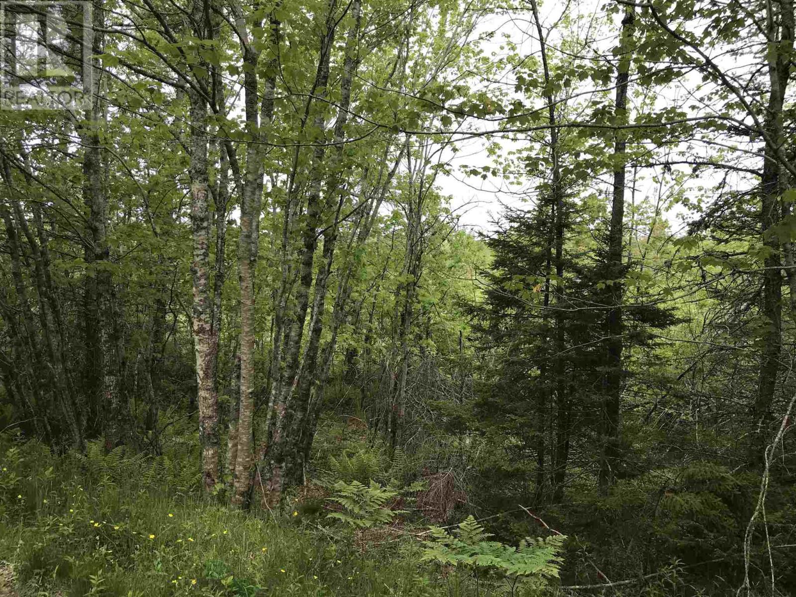 53.03 Acres Highway 308 Highway, Belleville, Nova Scotia  B0W 3M0 - Photo 6 - 202114782