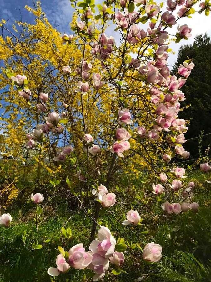 95 High Street, Nelson, British Columbia  V1L 3Z5 - Photo 11 - 2477458