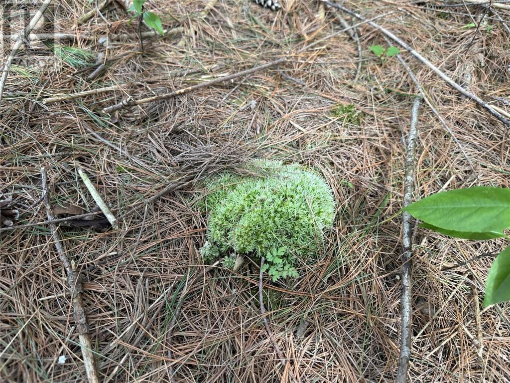 12082 Land O'nod Road, North Augusta, Ontario  K0G 1R0 - Photo 26 - 1391526