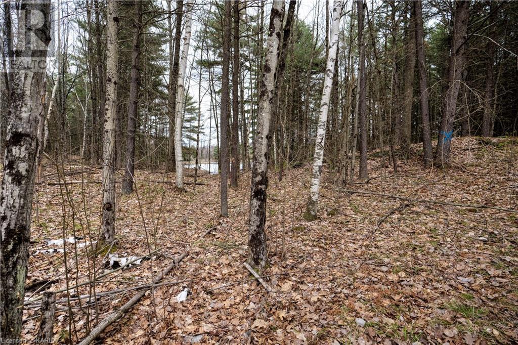 Old Sulphide Road, Kaladar, Ontario  K0K 3A0 - Photo 18 - 40602414