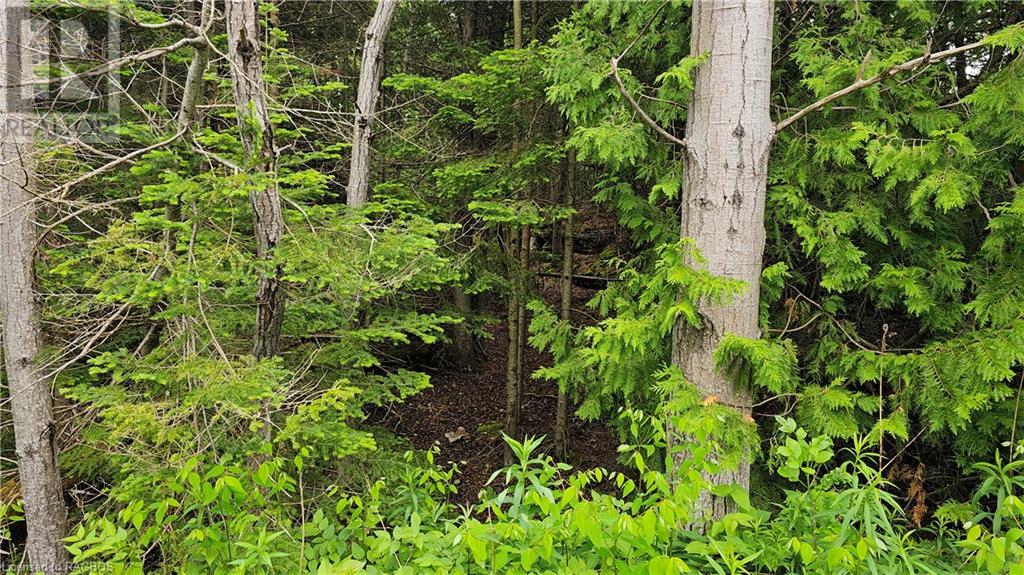 Pt Lt 35 Hardwick Cove Road, Northern Bruce Peninsula, Ontario  N0H 1W0 - Photo 10 - 40598923