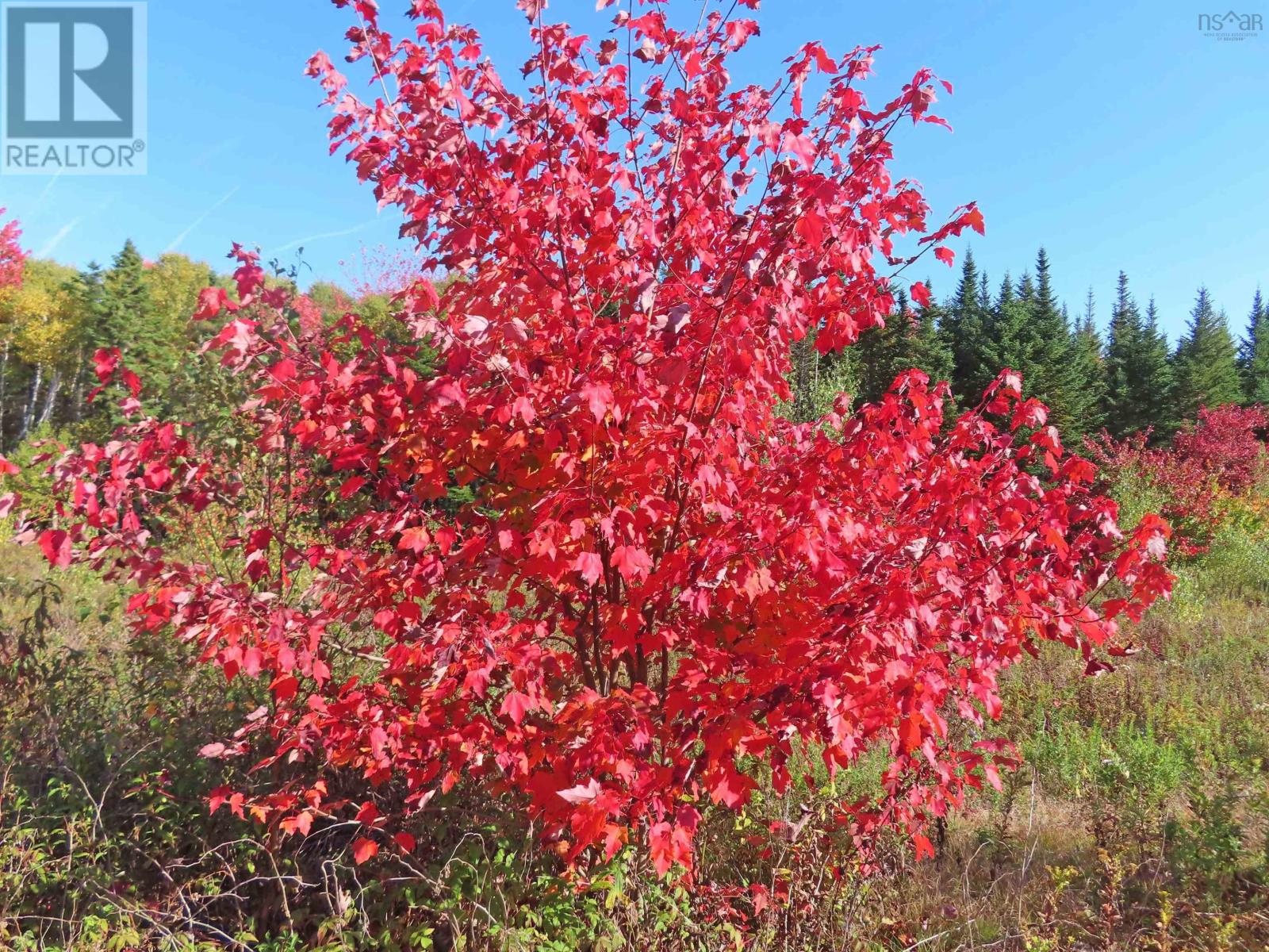 116.5 Acres 348 Highway, West River Road, Smithfield, Nova Scotia  B0H 1E0 - Photo 27 - 202403305