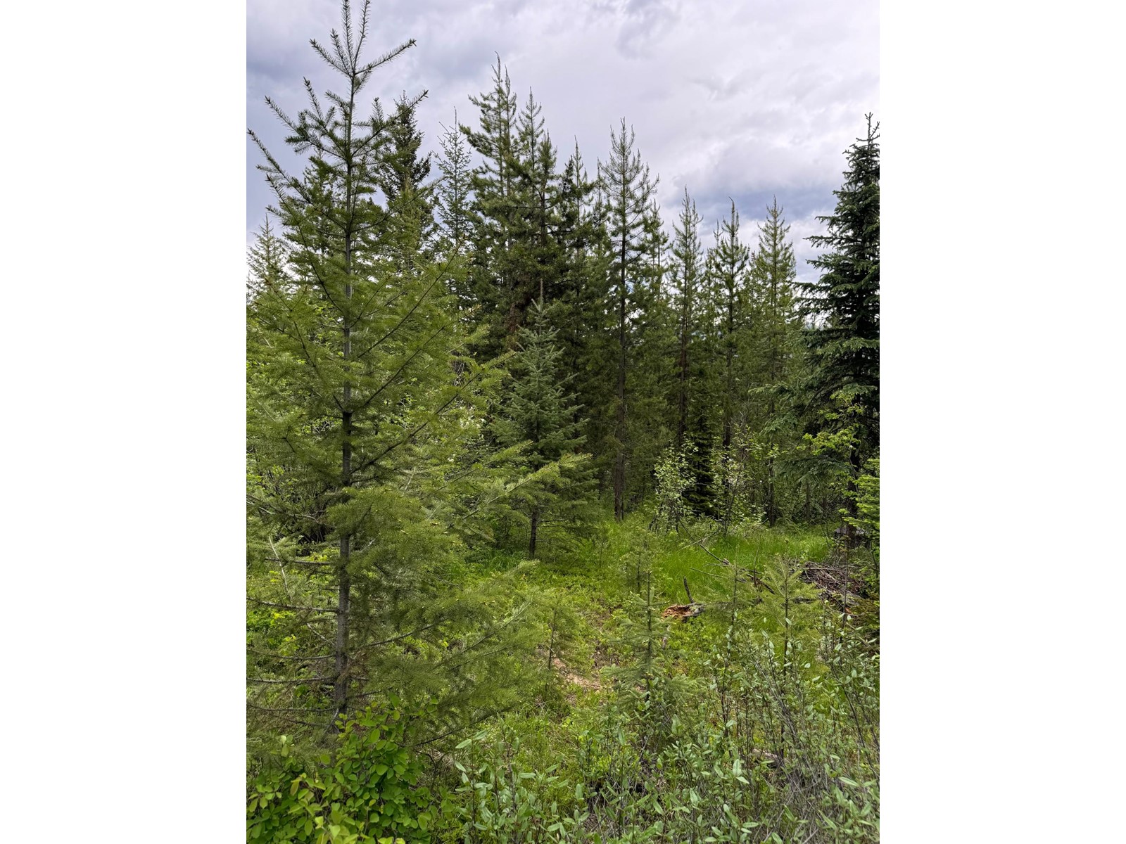 15 Driftwood Place, Elkford, British Columbia  v0b 1h0 - Photo 8 - 2477638