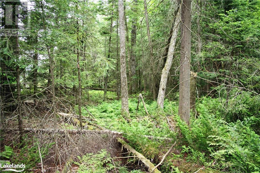 0 South Beaver Lake Lane, Minden Hills, Ontario  K0M 2L1 - Photo 13 - 40603436