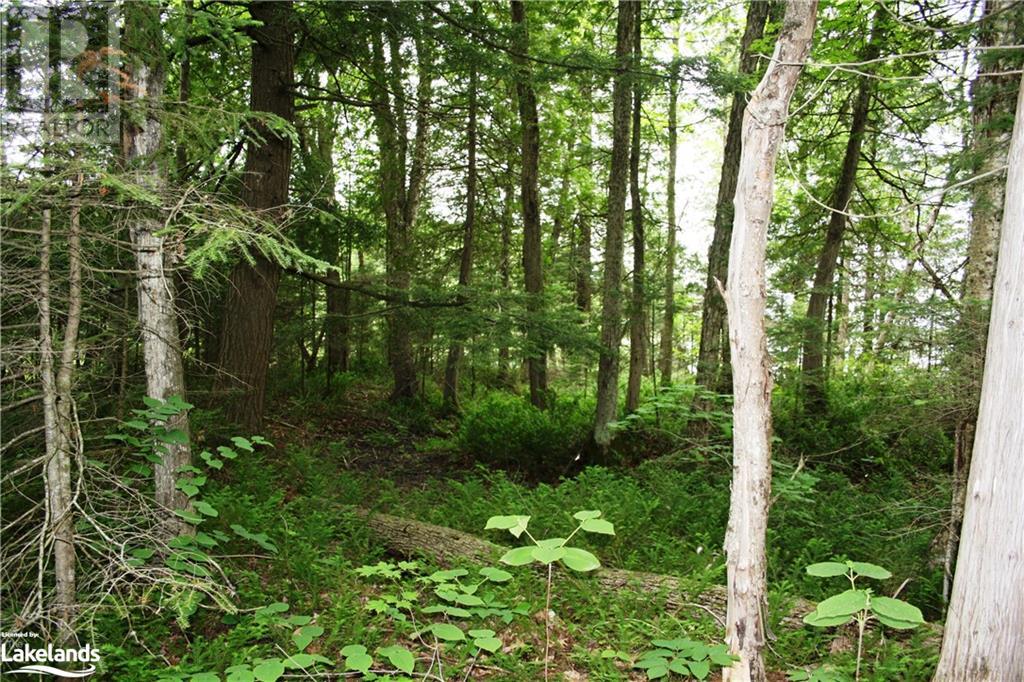 0 South Beaver Lake Lane, Minden Hills, Ontario  K0M 2L1 - Photo 15 - 40603436