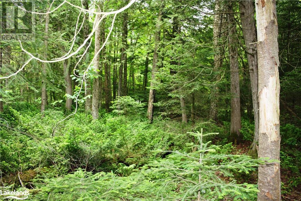 0 South Beaver Lake Lane, Minden Hills, Ontario  K0M 2L1 - Photo 16 - 40603436