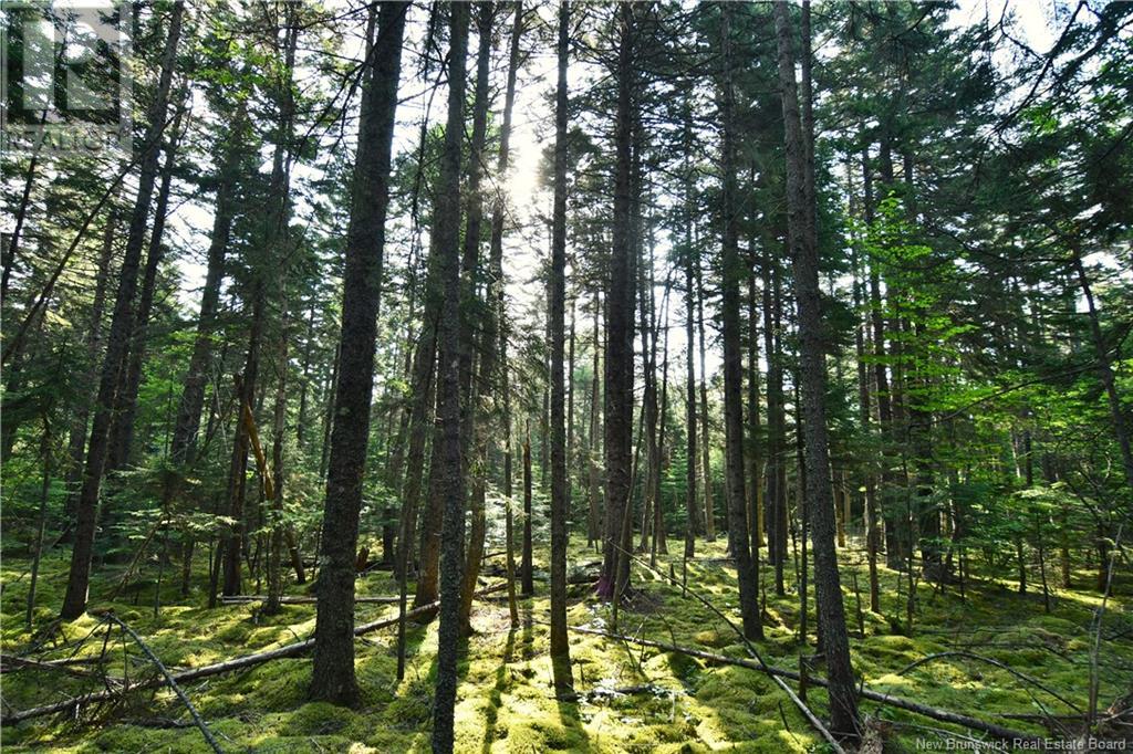 - Welshpool Back Road, Welshpool, New Brunswick  E5E 1G9 - Photo 10 - NB101967