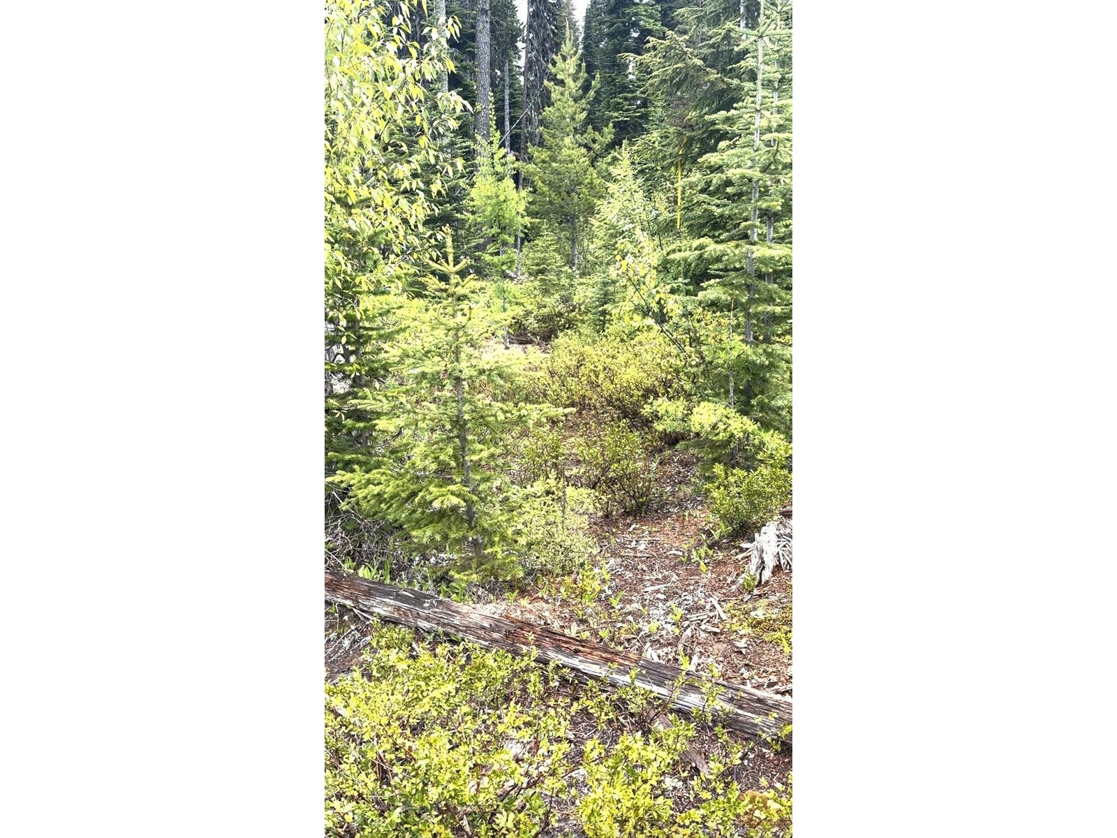 Dl 13489 Bonanza Fsr, Trail, British Columbia  V0G 1Y0 - Photo 9 - 2477785
