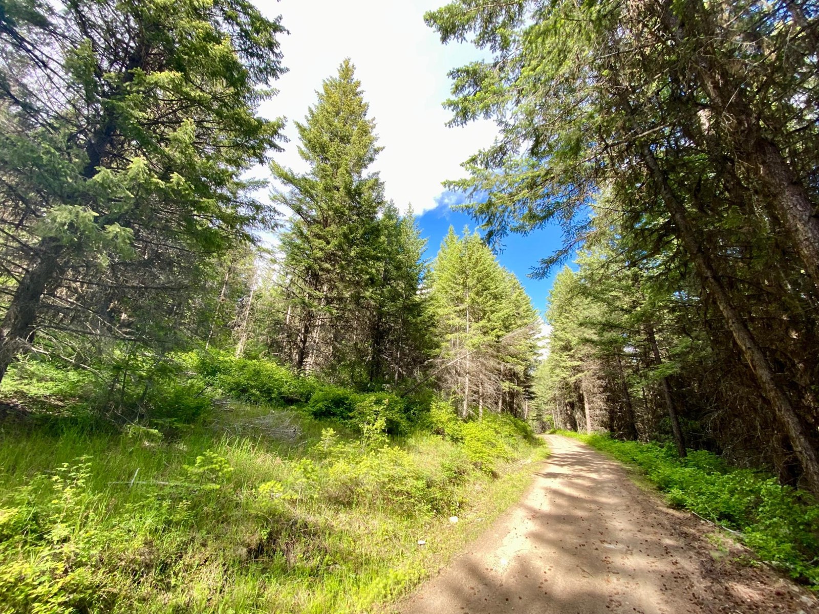 Lot 1827s Morrissey Creek Rd, Grand Forks, British Columbia  V0H 1H0 - Photo 2 - 2477885