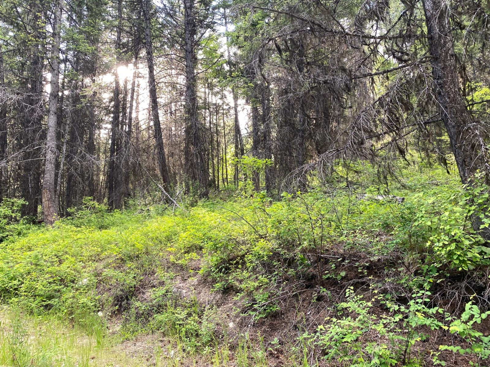 Lot 1827s Morrissey Creek  Road, Grand Forks, British Columbia  V0H 1H0 - Photo 20 - 2477885