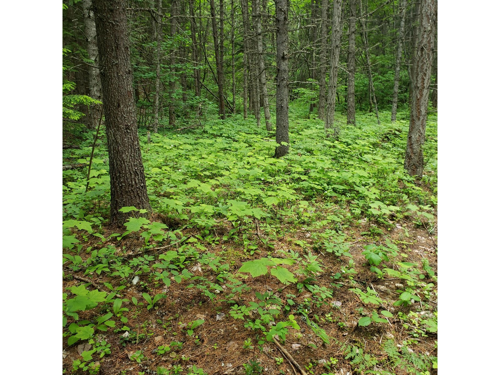 2660 Shoreacres-Goose Creek Road, Shoreacres, British Columbia  V1N 4P4 - Photo 58 - 2477518