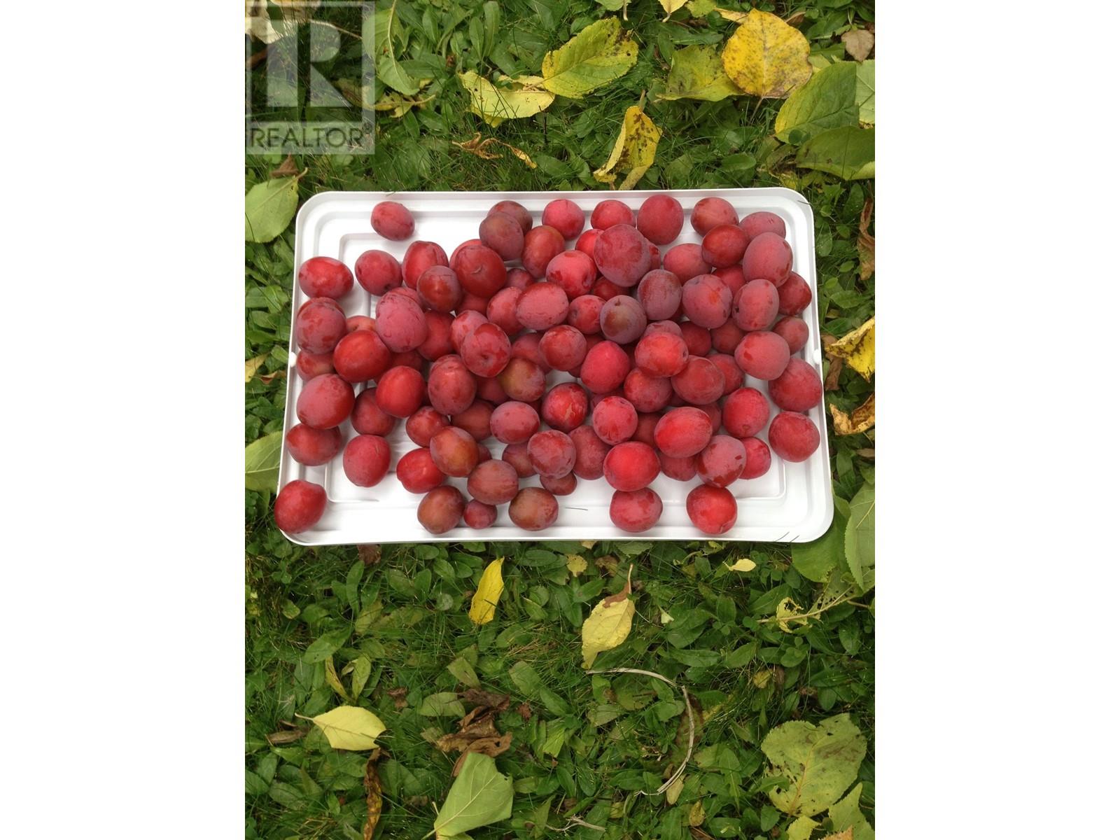 4000 Mountain View Road, Mcbride, British Columbia  V0J 2E0 - Photo 29 - R2898882