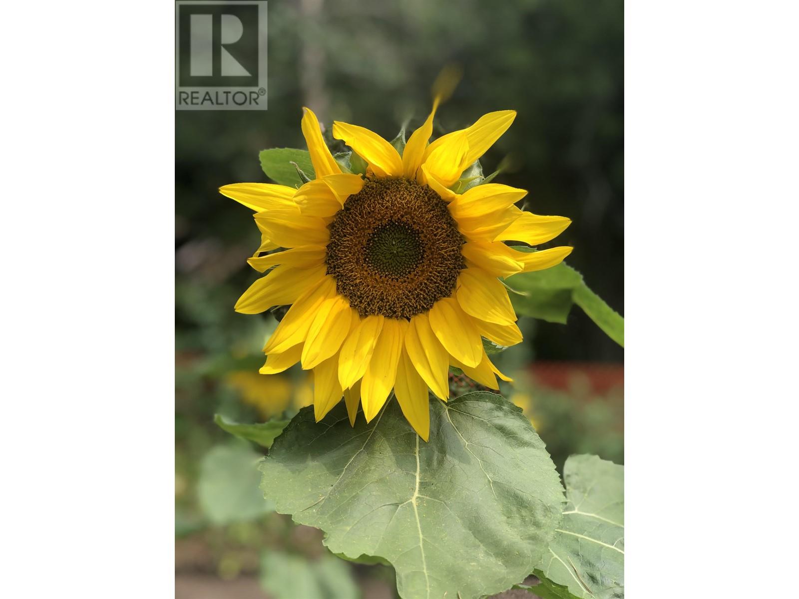 4000 Mountain View Road, Mcbride, British Columbia  V0J 2E0 - Photo 31 - R2898882