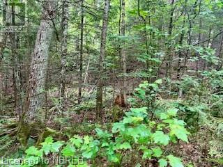 Lot 5 Georges Road, Bonfield, Ontario  P0H 1E0 - Photo 5 - 40612318