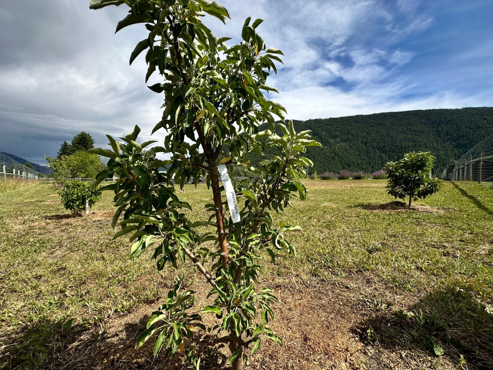 430 Atwood Road, Grand Forks, British Columbia  V0H 1H9 - Photo 63 - 2478036