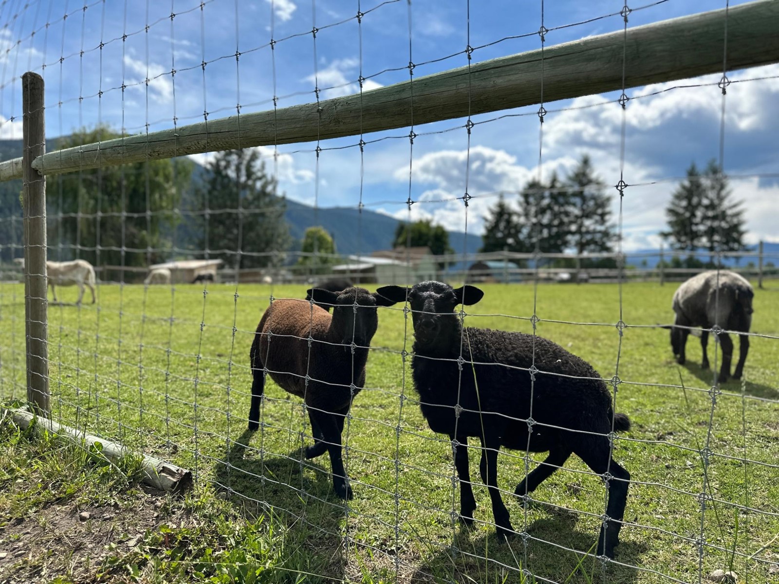 430 Atwood Road, Grand Forks, British Columbia  V0H 1H9 - Photo 64 - 2478036