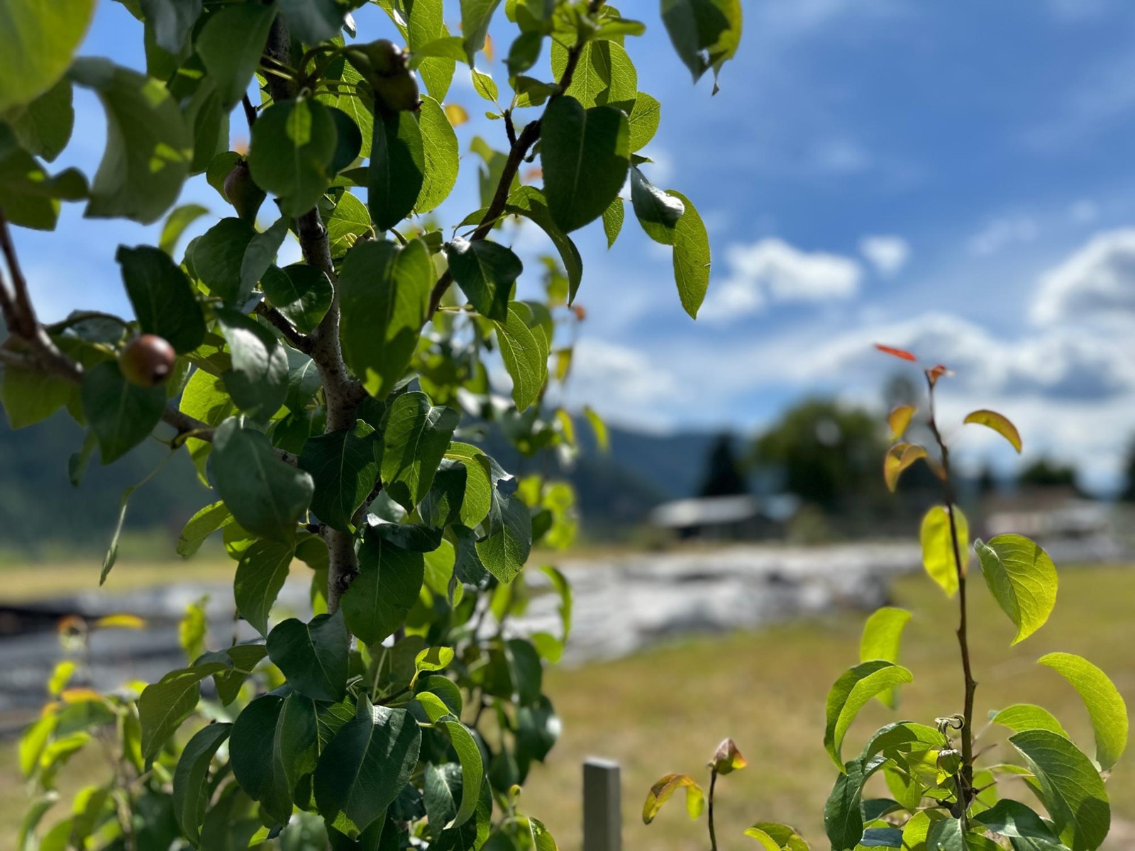 430 Atwood Road, Grand Forks, British Columbia  V0H 1H9 - Photo 65 - 2478036