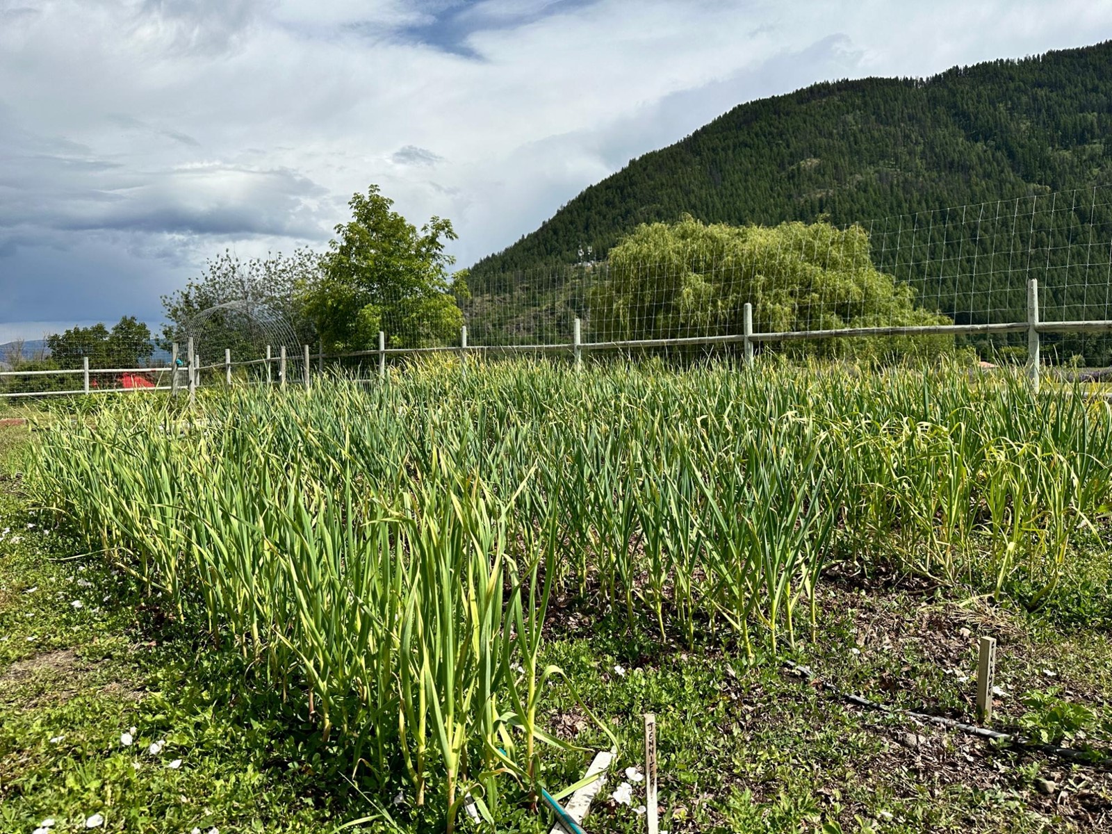 430 Atwood Road, Grand Forks, British Columbia  V0H 1H9 - Photo 69 - 2478036