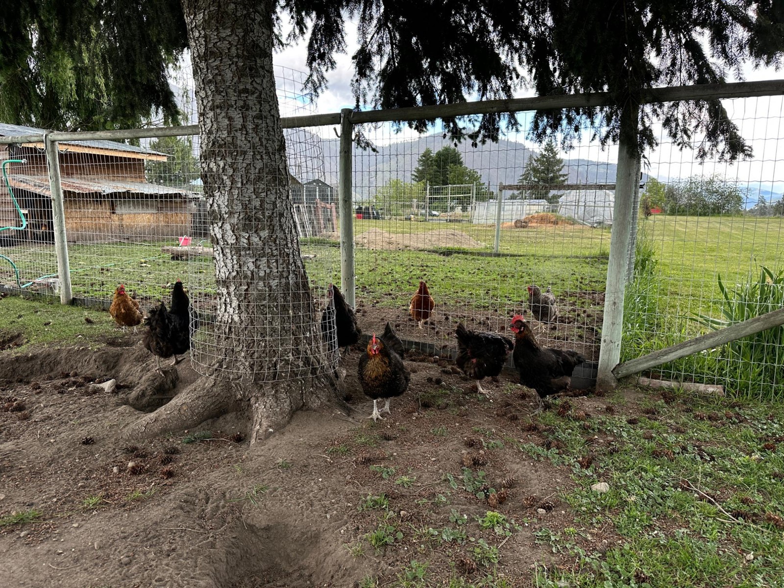 430 Atwood Road, Grand Forks, British Columbia  V0H 1H9 - Photo 73 - 2478036