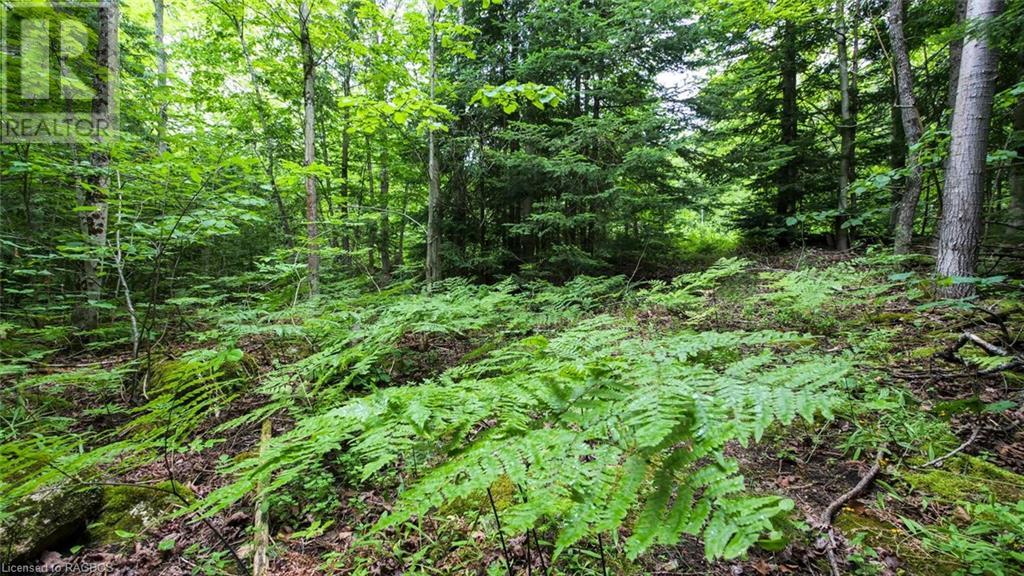 1477 Highway 6, South Bruce Peninsula, Ontario  N0H 1X0 - Photo 37 - 40612052