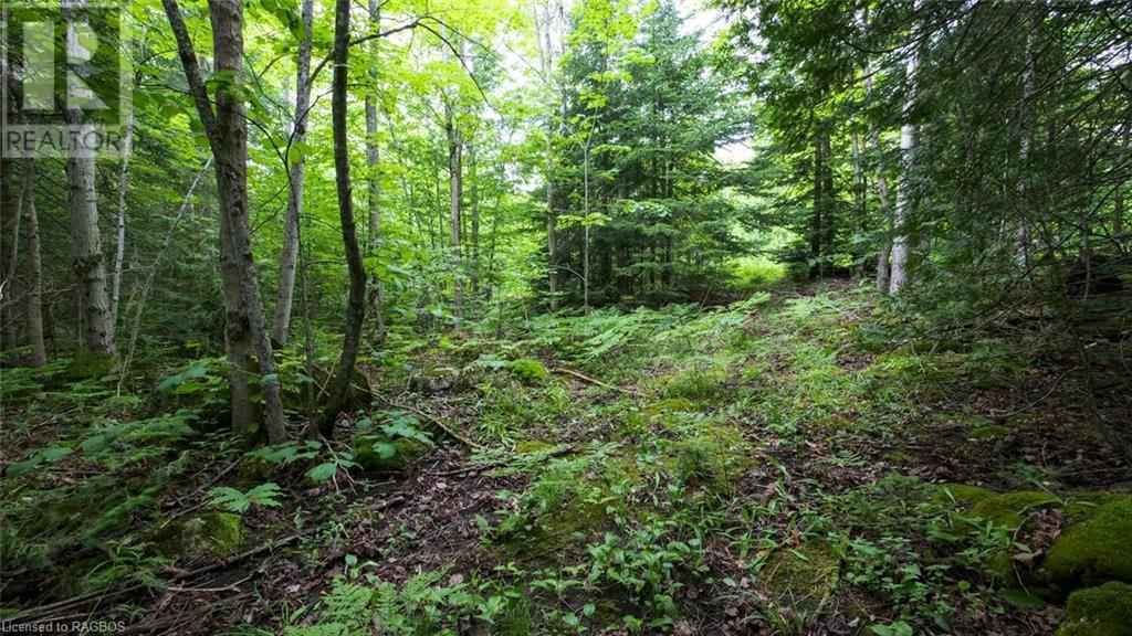 1477 Highway 6, South Bruce Peninsula, Ontario  N0H 1X0 - Photo 7 - 40612052