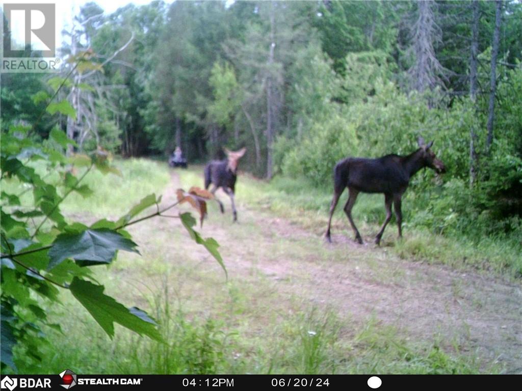 Lot 16 Grand Desert Road, Bonfield, Ontario  P0H 1E0 - Photo 16 - 40613252